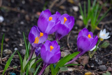Safran yayı ya da basitçe crocus, yaklaşık 80 tür bitki vardır. Bahar çiçekleri. Daha çok Nisan ayında çiçek açarlar..
