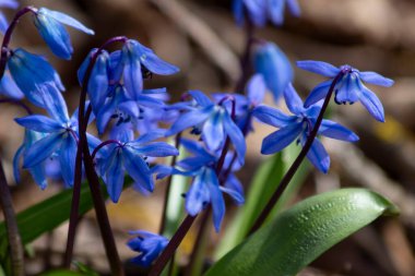 Bitki örtüsü bazen mavi kar damlası olarak adlandırılır, çünkü ikincisine dış benzerliği vardır. Ama bunlar farklı bitkiler! Kar yağar yağmaz çiçekler belirir ve bahar şekerlerinden korkmazlar.. 