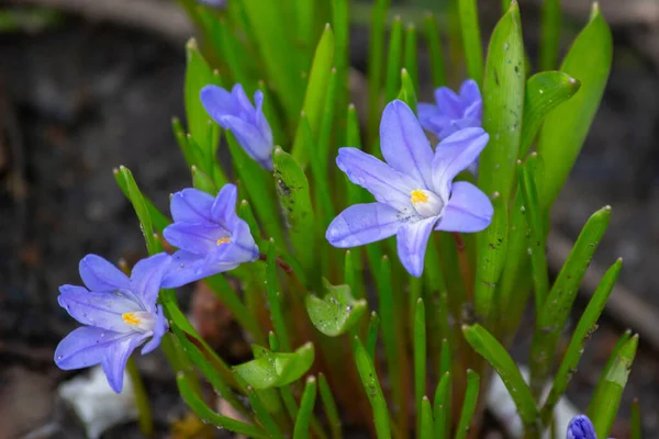 Snow Beauty Chionodox Flower Appears Early Spring Leaves Plant Appear — Stock Photo, Image