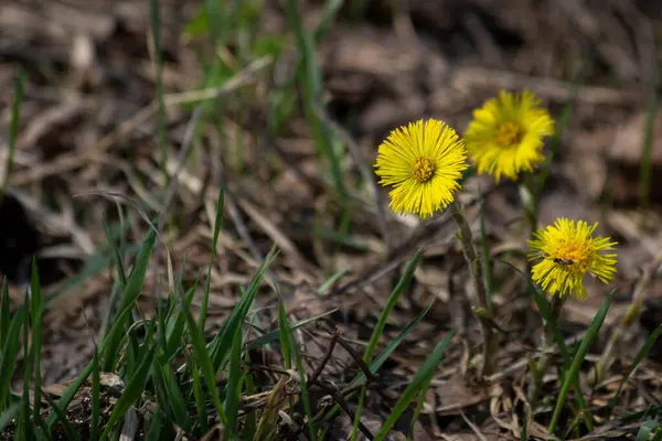 Sarı çiçekler çimenlerin arasına saklandı..