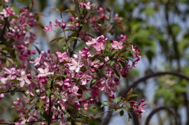 Mayıs ayında bir elma ağacının çiçek açan dalı.
