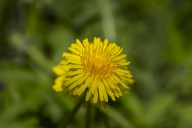 Açık havada sarı bir karahindibanın yakın çekimi..