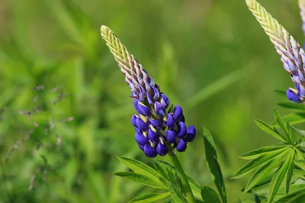 Fioletowy Łubin Kwitnął Wczesnym Latem Kilka Roślin Letnich Kwiatów Kwitło — Zdjęcie stockowe