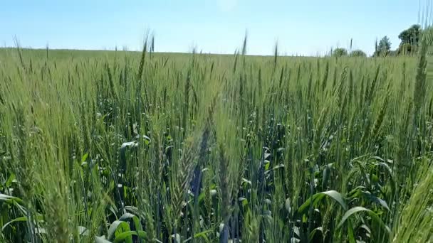 Campo Trigo Verano Bajo Sol Abrasador — Vídeos de Stock