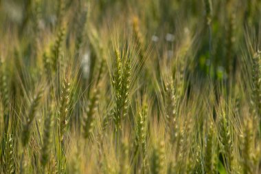 Tarlada altın buğday kulakları.