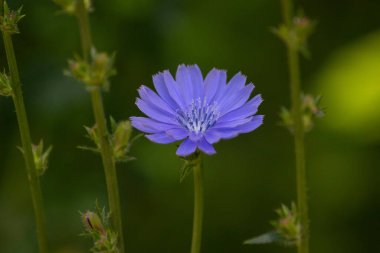 Hindiba bitkisine yakın plan çiçek..