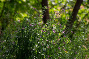 Küçük mor çiçekli bir çalı.
