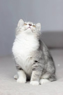 Sevimli küçük tüylü İskoç düz gri tekir kedi yatakta