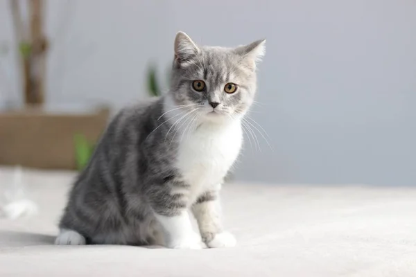 Adorável fofo pouco escocês reta cinza tabby gato na cama — Fotografia de Stock