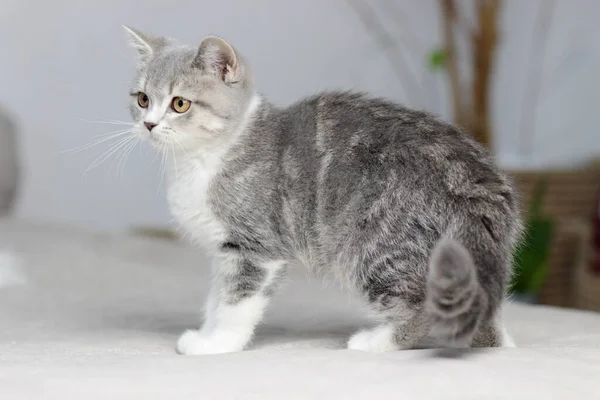 Adorável fofo pouco escocês reta cinza tabby gato na cama — Fotografia de Stock