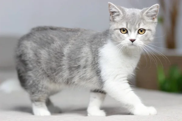 Adorável fofo pouco escocês reta cinza tabby gato na cama — Fotografia de Stock