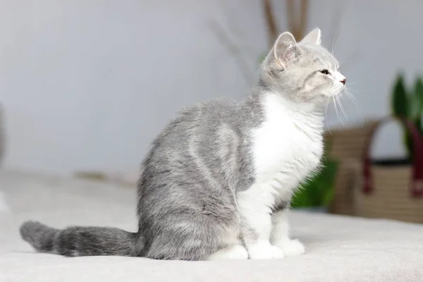 Adorável fofo pouco escocês reta cinza tabby gato na cama — Fotografia de Stock