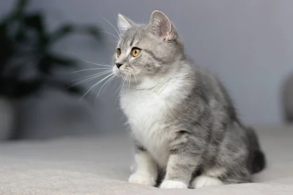 愛らしいふわふわ小さなスコットランドのまっすぐグレーのタビー猫でベッド — ストック写真