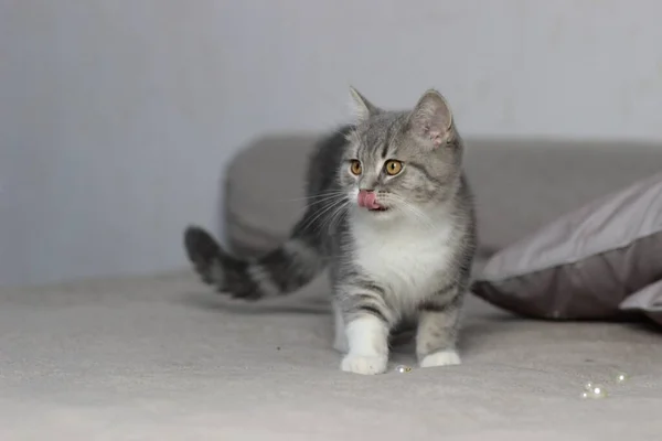 Adorável fofo pouco escocês reta cinza tabby gato na cama — Fotografia de Stock