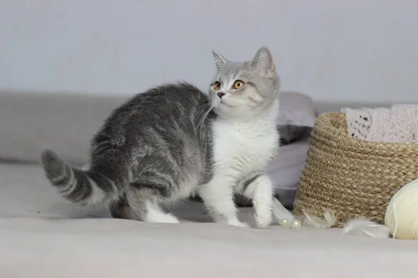 Adorável fofo pouco escocês reta cinza tabby gato na cama — Fotografia de Stock