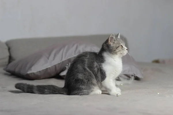 Imádnivaló bolyhos kis skót egyenes szürke cica az ágyban — Stock Fotó