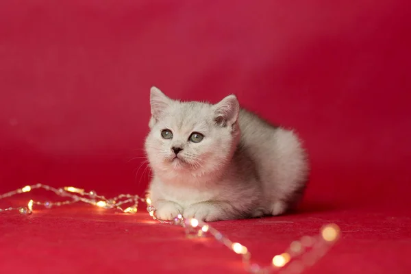 Britânico gato shorthair em um fundo vermelho com muitas luzes pequenas, criando um belo bokeh no conceito de Natal. — Fotografia de Stock