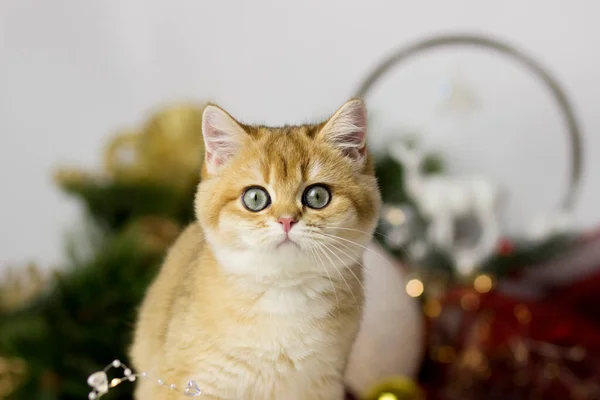 성탄절 장식이 있는 크리스마스 배경의 영국 친칠라 고양이 — 스톡 사진