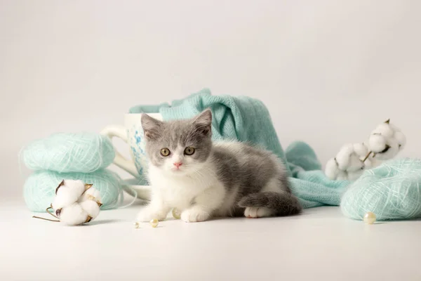 Cute kotek z kłębkiem przędzy — Zdjęcie stockowe