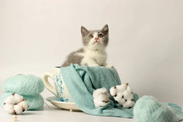 可愛い子猫の糸玉 — ストック写真