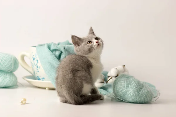 Chaton mignon avec une boule de fil — Photo