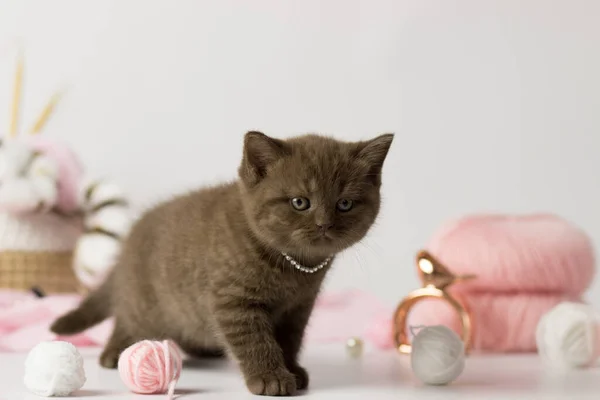 Gatinho bonito com uma bola de fio. Britânico shorthair yang gato — Fotografia de Stock