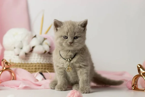 Gatinho bonito com uma bola de fio. Britânico shorthair yang gato — Fotografia de Stock