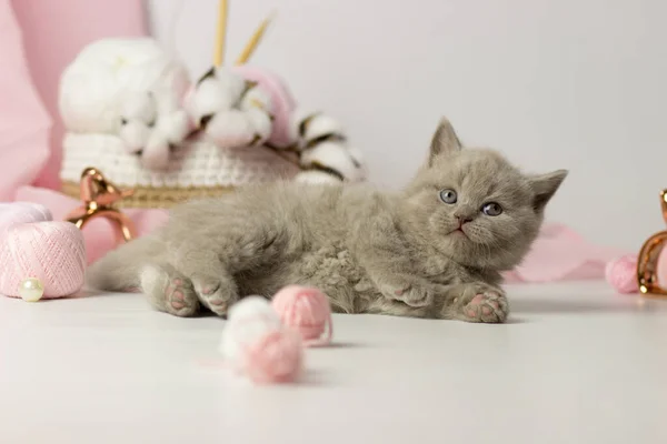 Söt kattunge med garnboll. Brittiska stenografien Yang katt — Stockfoto