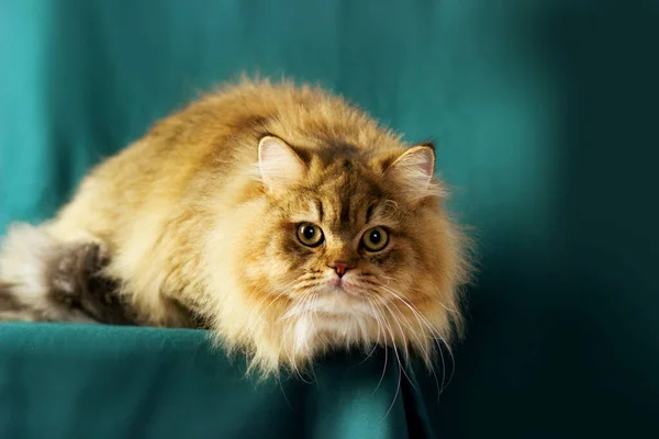 Fluffy Britse langharige kat. Yang kat chinchilla gouden kleur liggend op een mooie smaragd achtergrond — Stockfoto