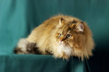 Yumuşak İngiliz uzun saçlı kedisi. Zümrüt bir zümrüt zemin üzerinde Yang kedisi çinçilla altın rengi yatıyor.