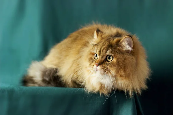 Fluffy Britse langharige kat. Yang kat chinchilla gouden kleur liggend op een mooie smaragd achtergrond — Stockfoto