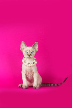 Devon Rex pembe arka planda. Güzel Yang kedisi poz veriyor. Şirin kıvırcık kedi.