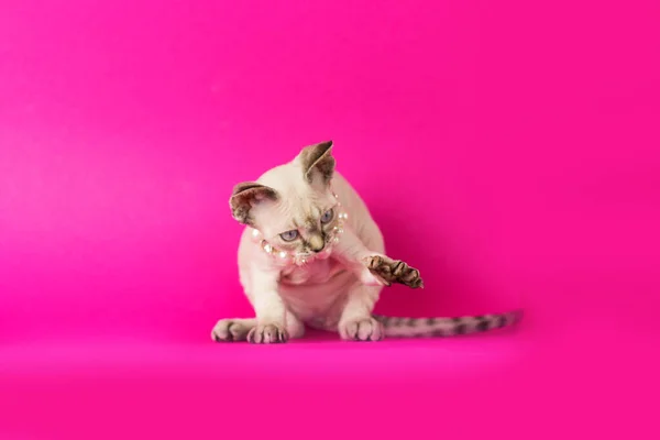 Devon rex em fundo rosa. Belo gato yang posando. Gatinho encaracolado bonito — Fotografia de Stock