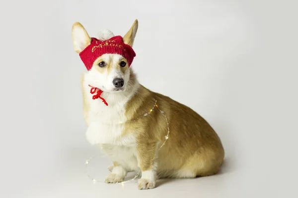 Червоний коргі сидить у капелюсі Санта, який відкриває одне з вух. Ізольовані на білому тлі — стокове фото