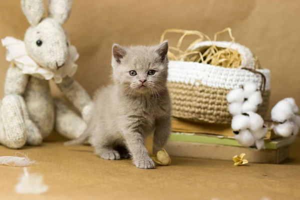 Cute lilac British kitten looking into the camera — Foto de Stock