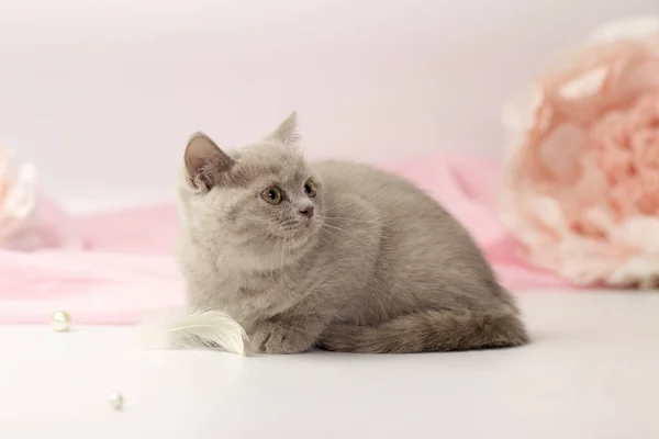 Small lilac british kitten on white and pink background — Stock Photo, Image