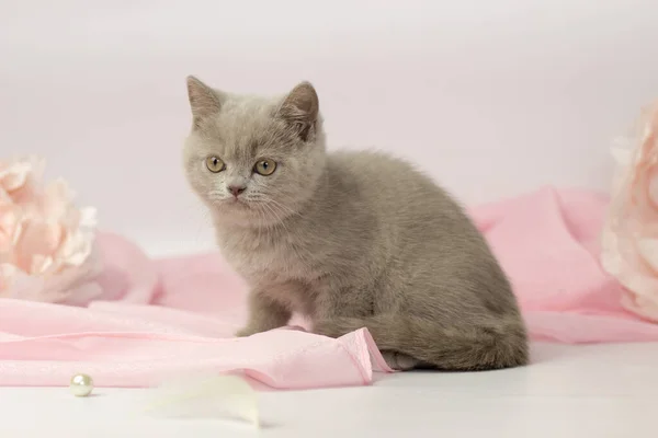 Small lilac british kitten on white and pink background — Stock Photo, Image