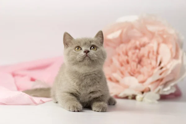 Kleine lila britse kitten op witte en roze achtergrond — Stockfoto