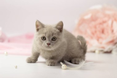 Beyaz ve pembe arka planda küçük leylak İngiliz kedi yavrusu