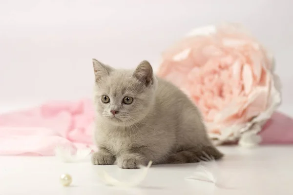 Kleine lila britse kitten op witte en roze achtergrond — Stockfoto