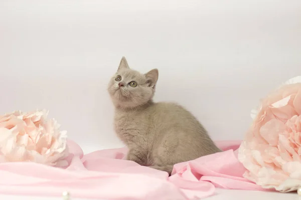 白とピンクの背景に小さなライラック英国の子猫 — ストック写真