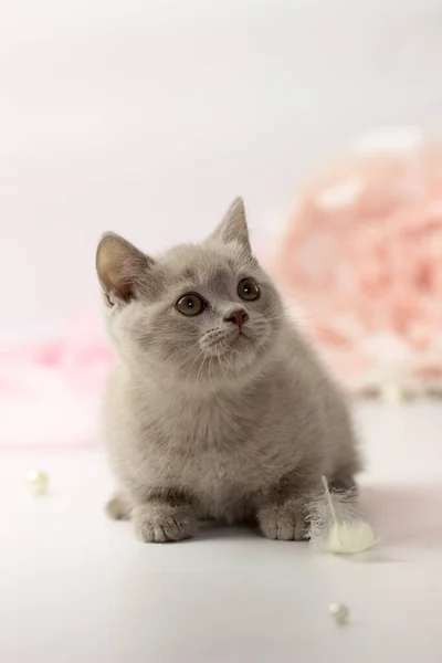 Pequeno gatinho britânico lilás no fundo branco e rosa — Fotografia de Stock