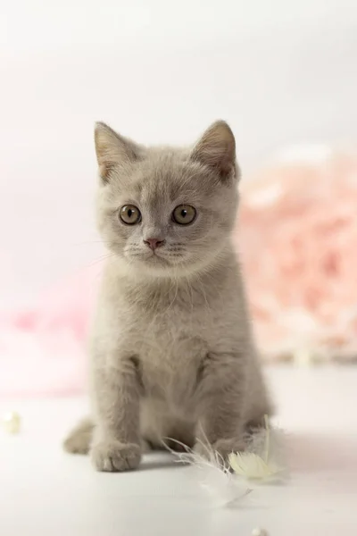 Kleine lila britse kitten op witte en roze achtergrond — Stockfoto