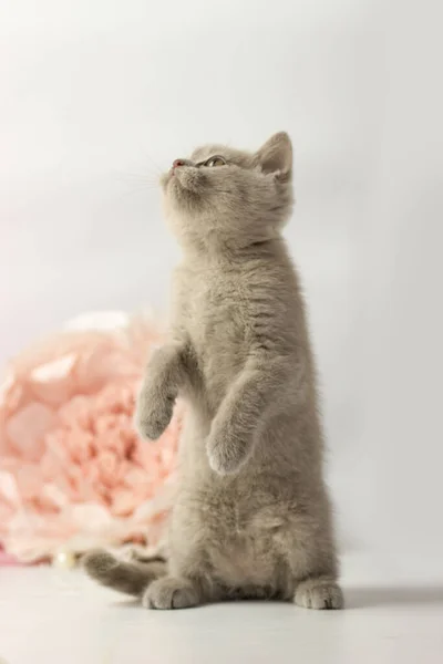 Kleine lila britse kitten op witte en roze achtergrond — Stockfoto