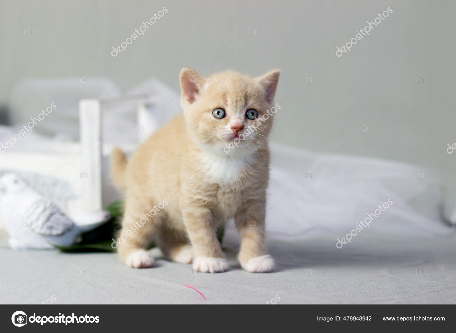 Names For Orange Cats Female Brown Tabby Cats Big Female Cat