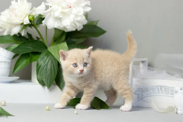 Beautiful plush cream british kitten female cat on a light gray background. Sammer decor. Peonies flowers — Stock Photo, Image