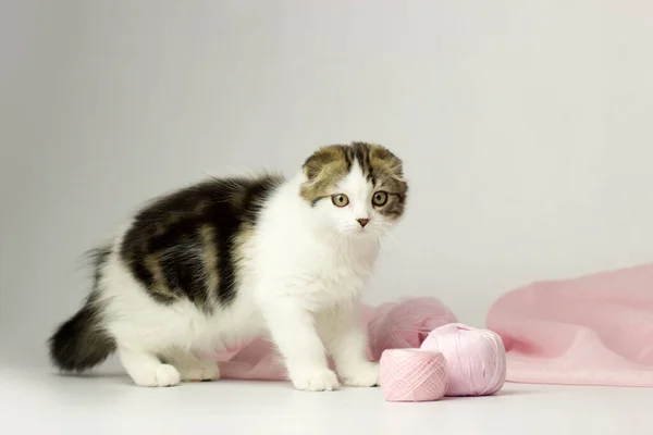 Jovem escocês highland fold gatinho no fundo branco e rosa — Fotografia de Stock