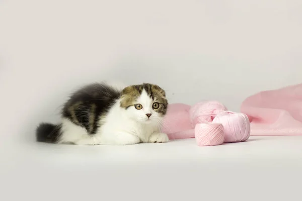 Młody szkocki góralski krotnie kotek na białym i różowym tle — Zdjęcie stockowe