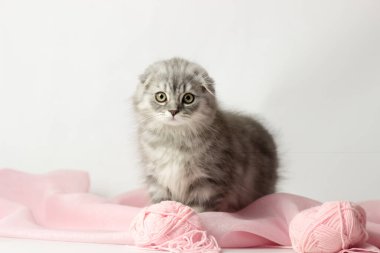 Genç İskoç dağları beyaz ve pembe arka planda kedi yavrusu