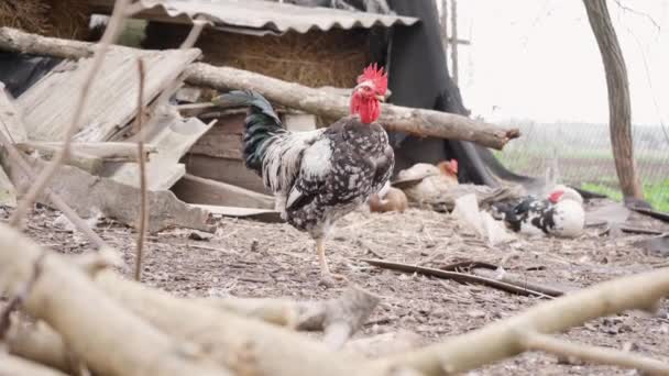 Kohout Stojí Jedné Noze Dvoře Domácí Kachny Kuřata Barnyardu Farmu — Stock video